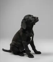 Lady - Lab Resemblance, a female American Bulldog and Goldendoodle for sale in Bend, OR – 4 of 6