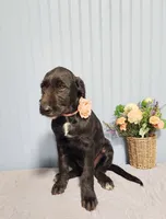 Veronica - Schnauzer Resemblence, a female American Bulldog and Goldendoodle for sale in Bend, OR – 2 of 4