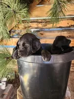 Darling, a female American Bulldog and Goldendoodle for sale in Bend, OR – Photo 2 of 7