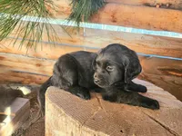Darling, a female American Bulldog and Goldendoodle for sale in Bend, OR – Photo 6 of 7