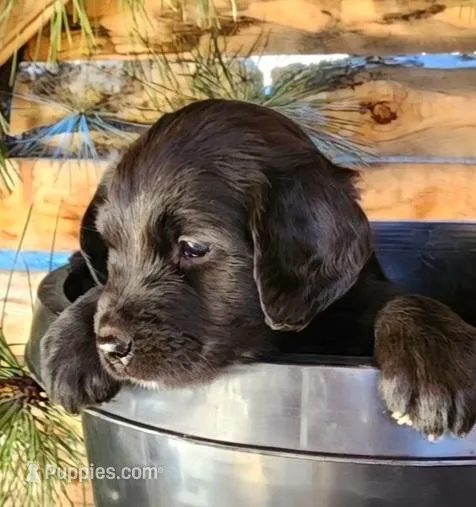 Darling – American Bulldog, Goldendoodle puppy for sale in Bend, OR