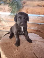 Darling, a female American Bulldog and Goldendoodle for sale in Bend, OR – Photo 4 of 7
