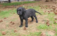 Darling, a female American Bulldog and Goldendoodle for sale in Reno, NV – Photo 2 of 9