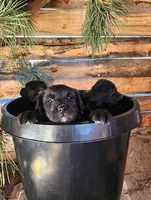 Darling, a female American Bulldog and Goldendoodle for sale in Bend, OR – Photo 3 of 7
