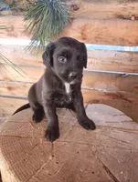 Darling, a female American Bulldog and Goldendoodle for sale in Bend, OR – Photo 5 of 7