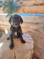 Violet , a female American Bulldog and Goldendoodle for sale in Bend, OR – Photo 3 of 5