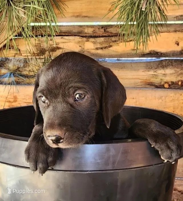Violet  – American Bulldog, Goldendoodle puppy for sale in Bend, OR