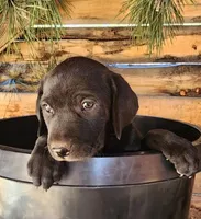 Violet , a female American Bulldog and Goldendoodle for sale in Bend, OR – Photo 1 of 5