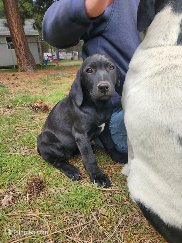 Lady – American Bulldog, Goldendoodle puppy for sale in Reno, NV