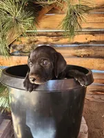 Violet , a female American Bulldog and Goldendoodle for sale in Bend, OR – Photo 2 of 5