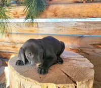 Violet , a female American Bulldog and Goldendoodle for sale in Bend, OR – Photo 4 of 5