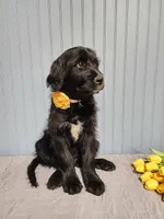 Shirley Temple, a female Goldendoodle for sale in Bend, OR – 4 of 5