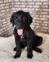 Darling, a female Goldendoodle for sale in La Pine, OR – 1 of 6