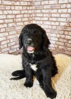 Shirley Temple, a female Goldendoodle for sale in La Pine, OR – 4 of 5