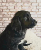Shirley Temple, a female Goldendoodle for sale in La Pine, OR – 1 of 5