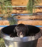 Shirley Temple, a female American Bulldog and Goldendoodle for sale in Bend, OR – Photo 3 of 5