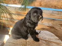 Shirley Temple, a female American Bulldog and Goldendoodle for sale in Bend, OR – Photo 2 of 5