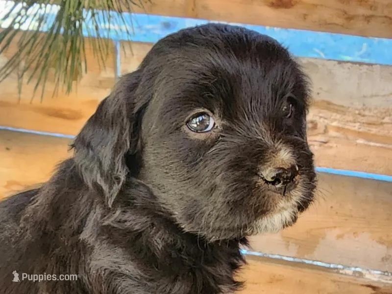 Shirley Temple – American Bulldog, Goldendoodle puppy for sale in Bend, OR