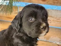 Shirley Temple, a female American Bulldog and Goldendoodle for sale in Bend, OR – Photo 1 of 5