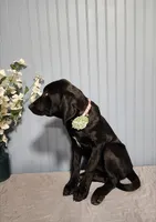 Lady - Lab Resemblance, a female American Bulldog and Goldendoodle for sale in Bend, OR – 3 of 6