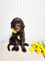 Shirley Temple, a female Goldendoodle for sale in Bend, OR – 3 of 5