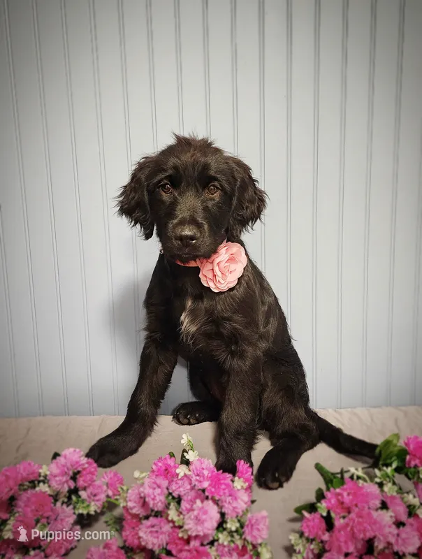 Darling – Goldendoodle puppy for sale in Bend, OR