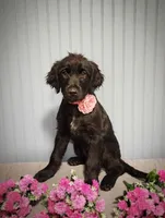 Darling, a female Goldendoodle for sale in Bend, OR – 1 of 4