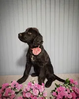 Darling, a female Goldendoodle for sale in Bend, OR – 2 of 4