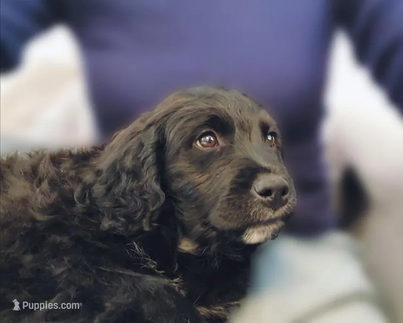 Betty – American Bulldog, Goldendoodle puppy for sale in Reno, NV