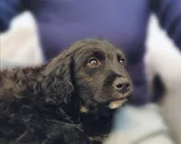 Betty, a female American Bulldog and Goldendoodle for sale in Reno, NV – Photo 1 of 10