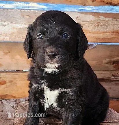 Betty – American Bulldog, Goldendoodle puppy for sale in Bend, OR