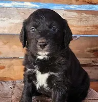 Betty, a female American Bulldog and Goldendoodle for sale in Bend, OR – Photo 1 of 5