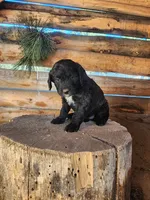 Betty, a female American Bulldog and Goldendoodle for sale in Bend, OR – Photo 3 of 5