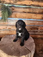 Betty, a female American Bulldog and Goldendoodle for sale in Bend, OR – Photo 2 of 5