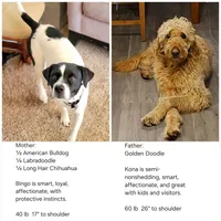 Betty, a female American Bulldog and Goldendoodle for sale in Bend, OR – Photo 5 of 5