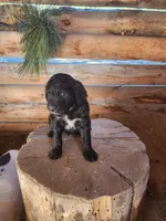 Betty, a female American Bulldog and Goldendoodle for sale in Bend, OR – Photo 4 of 5