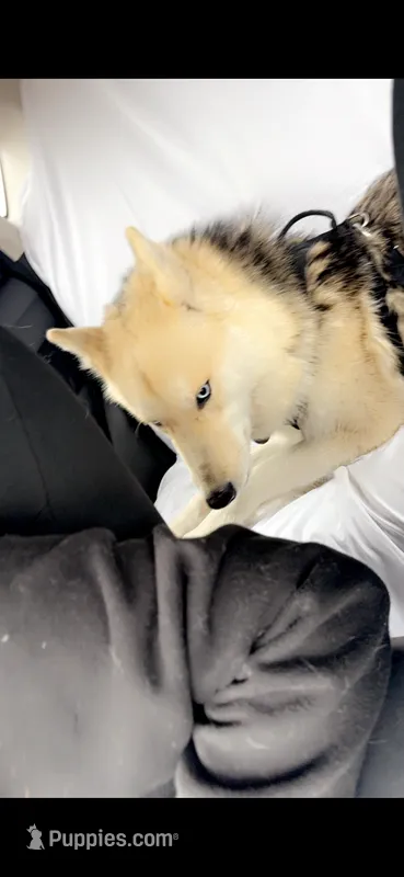 Beau – German Shepherd Dog, Siberian Husky puppy for sale in Burlington, NC