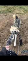 Beau, a male German Shepherd Dog and Siberian Husky for sale in Burlington, NC – 4 of 4