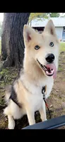 Beau, a male German Shepherd Dog and Siberian Husky for sale in Burlington, NC – 3 of 4