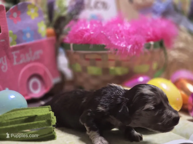 Jolee – Miniature Dachshund puppy for sale in Leoma, TN