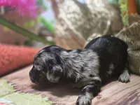 Jolee, a female Miniature Dachshund for sale in Leoma, TN – Photo 4 of 7