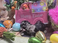 Jolee, a female Miniature Dachshund for sale in Leoma, TN – Photo 2 of 7