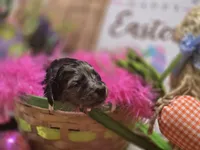 Jolee, a female Miniature Dachshund for sale in Leoma, TN – Photo 5 of 7