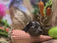 Jolee, a female Miniature Dachshund for sale in Leoma, TN – Photo 7 of 7