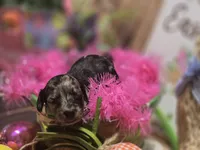 Jolee, a female Miniature Dachshund for sale in Leoma, TN – Photo 6 of 7