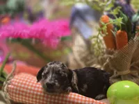 Jolee, a female Miniature Dachshund for sale in Leoma, TN – Photo 3 of 7