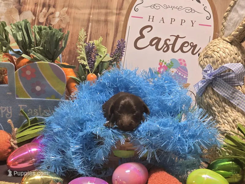 Perry  – Miniature Dachshund puppy for sale in Leoma, TN