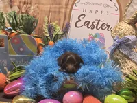 Perry , a male Miniature Dachshund for sale in Leoma, TN – Photo 1 of 7