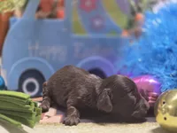 Perry , a male Miniature Dachshund for sale in Leoma, TN – Photo 4 of 7