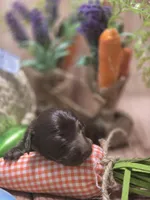 Perry , a male Miniature Dachshund for sale in Leoma, TN – Photo 3 of 7